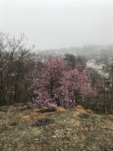 Springtime at Serpentine Commons : r/statenisland