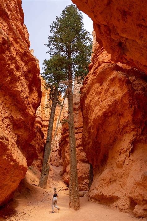 An Epic One Day In Bryce Canyon National Park Itinerary Utah National