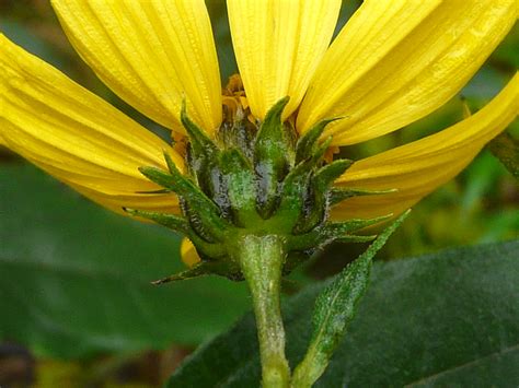 Toronto Wildlife More Pale Leaved Sunflower