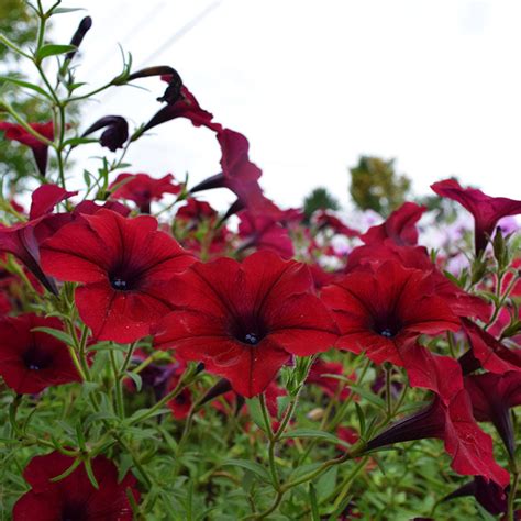 Petunia Tidal Wave Velour Red F1 Seed – Harris Seeds