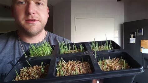 How To Grow Wheatgrass Youtube