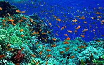 Seafloor Seafloor Seabed Hd Wallpaper Pxfuel