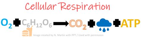 Cellular Respiration Equation Diagram | Quizlet