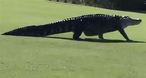 Enormous Alligator Halts Play At Golf Course - SwingU Clubhouse