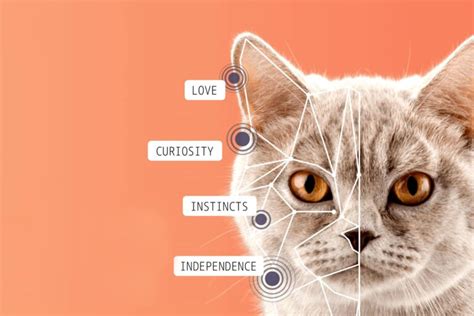 6 Things To Know About Cat DNA Testing The ISO Zone