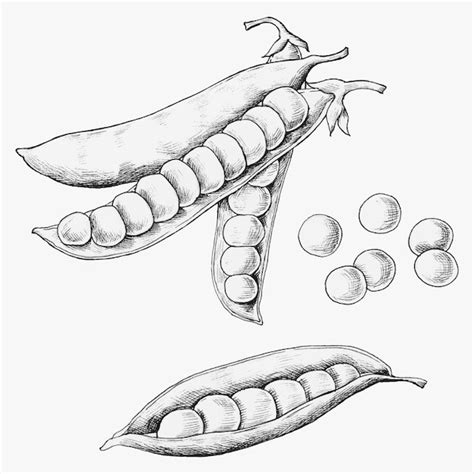 Vainas Y Guisantes Dibujados A Mano Vector Gratis