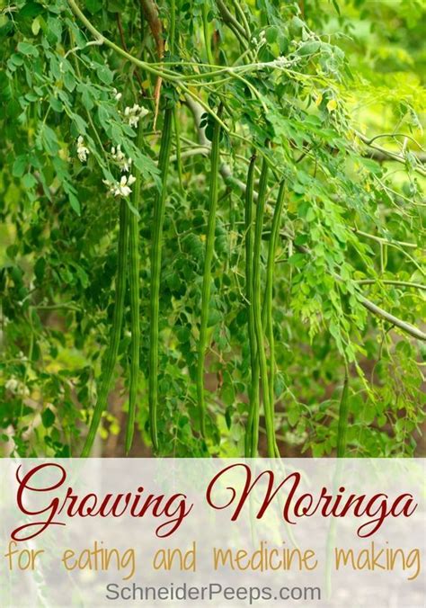 Ultimate Guide To Growing Moringa Trees Moringa Tree Growing Fruit Trees Moringa