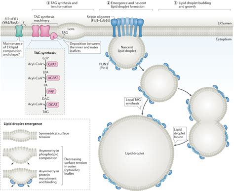 Dynamics And Functions Of Lipid Dropletsnature Reviews Molecular Cell