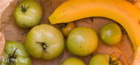 The Best Ways To Ripen Green Tomatoes