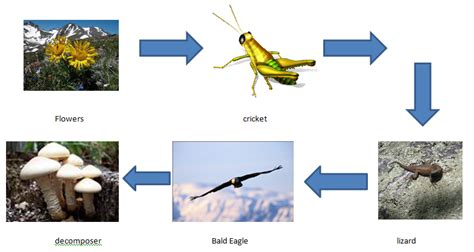 Food Chains Mountains