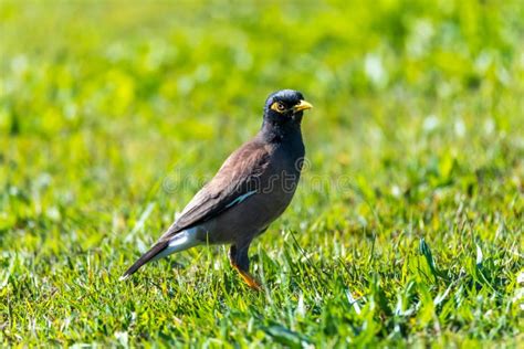 Indian Myna Bird stock image. Image of nature, indian - 218747879