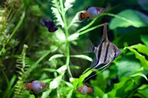 10 Best Tank Mates For Angelfish & How To Choose