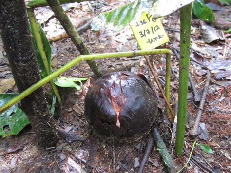 Wonders of the World: Rafflesia, the world's largest flower