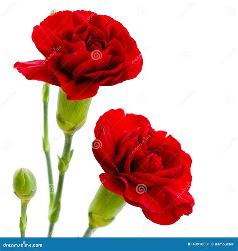 Two Red Carnation Flowers On A White Background Stock Photo Image