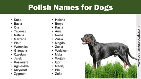 List Of Polish Names For Dogs Pet Names Vocab