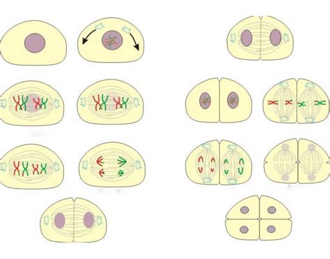 Meiosis Review Quiz