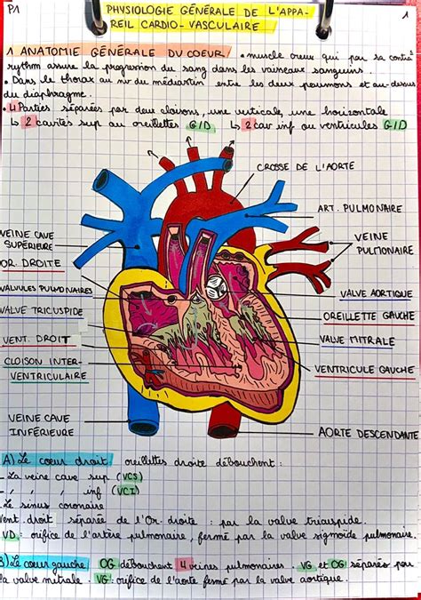 Anatomie Cardio Vasculaire Anatomie Physiologie De L Appareil The