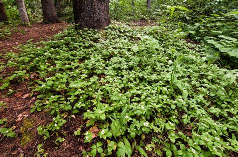 L H Seeds Pacific Northwest Native Seed Nitrogen Fixation Ground