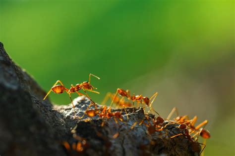 How To Get Rid Of Fire Ants Drive Bye Pest Exterminators