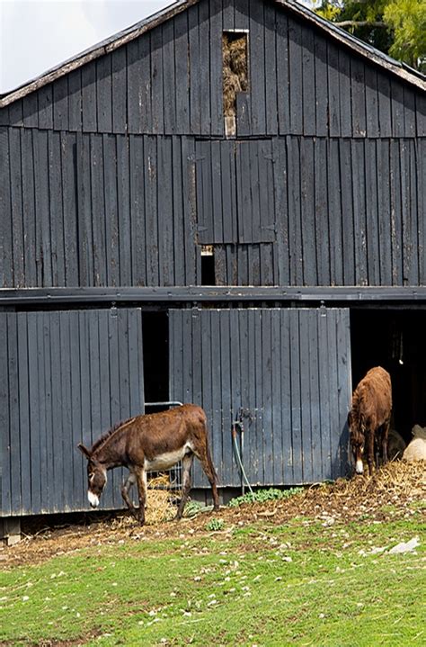 Donkeys By Old Farm Barn Hay In Hay Mow Old Barns Farm Barn Old