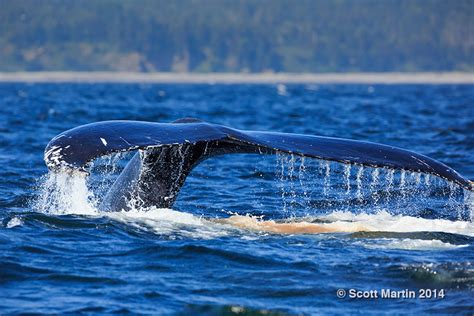 Humpback Whales, Forillon National Park, Gaspe Quebec | Scott Martin ...