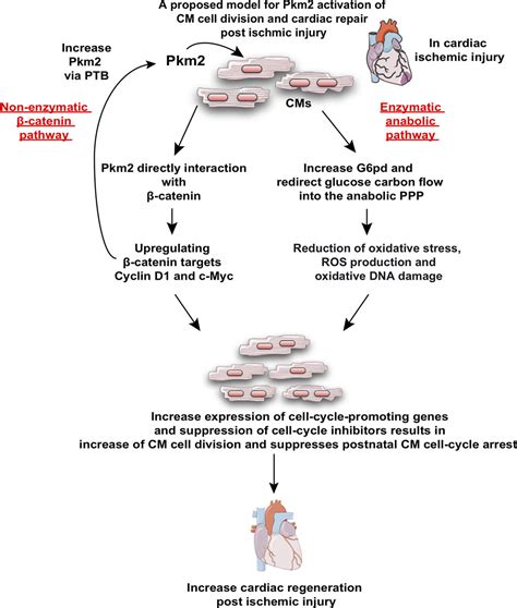 Pkm2 Regulates Cardiomyocyte Cell Cycle And Promotes Cardiac