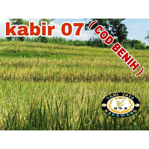 Jual BENIH PADI SUPER GENJAH KABIR 07 1kg Shopee Indonesia