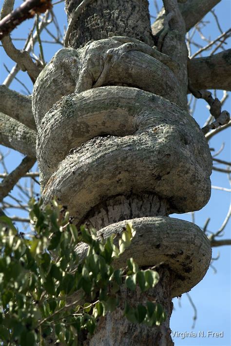 "Strangler Fig Tree Natural Art" by Virginia N. Fred | Redbubble