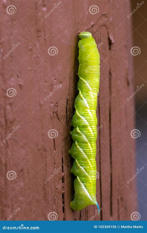 Green Caterpillar Blue Horn Stock Photo - Image of states, united ...