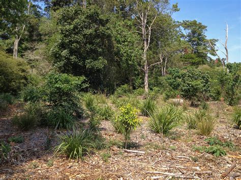 Riparian Plantings Along Obi Obi Creek In The Maleny Commu Flickr