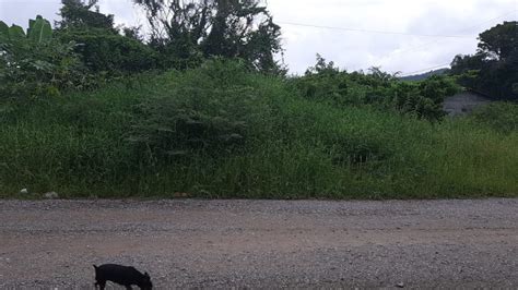 V Deo Vizinhos De Terreno Mato Alto Na Rua Ab Lio Francisco Da