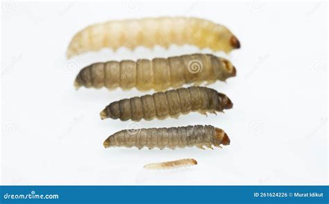 Galleria mellonella stock photo. Image of insect, beehive - 261624226