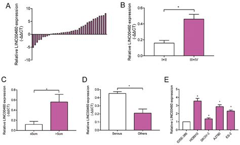 Upregulation Of Linc In Oc Tissues And Cell Lines A Relative