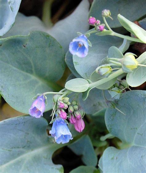 Mertensia Maritima Ssp Asiatica Austernpflanze