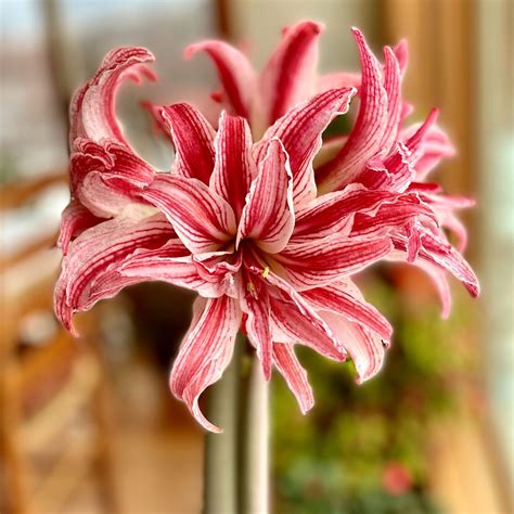 Amaryllis Double Doublet 1 Bulb Longfield Gardens