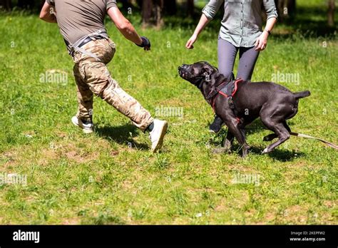 Cane Corso attacking dog handler during aggression training Stock Photo ...