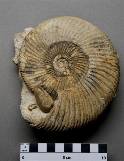 Ammonite At The Museum