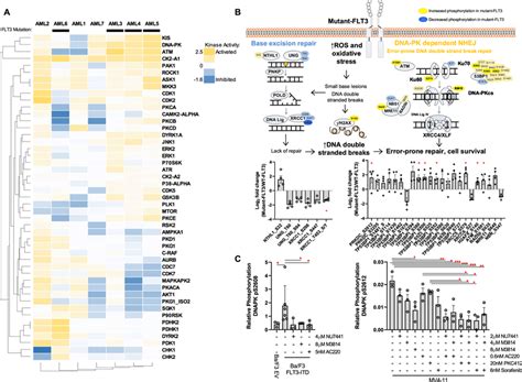 Quantitative Phosphoproteomic Profiling Of Human Aml Blasts Identifies