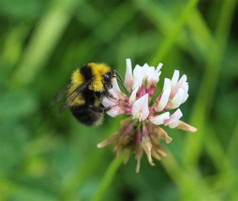 Important Things to Know About Tapestry Lawns - Bob Vila