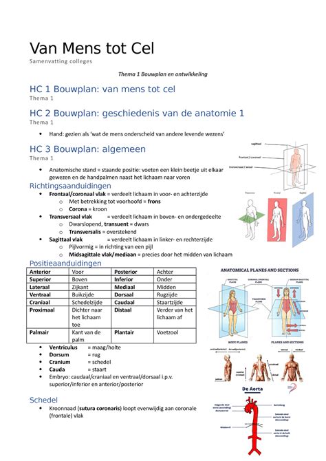 SMV Mens Tot Cel Samenvatting Van Mens Tot Cel Over De Anatomie Van