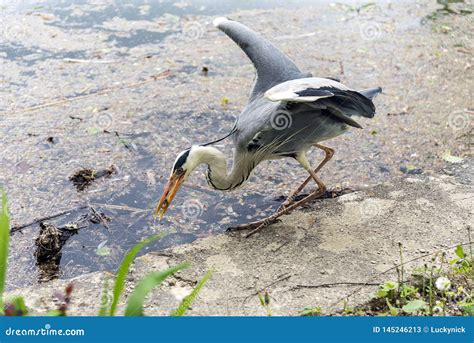 Garza De Gran Azul Con Los Pescados Imagen De Archivo Imagen De