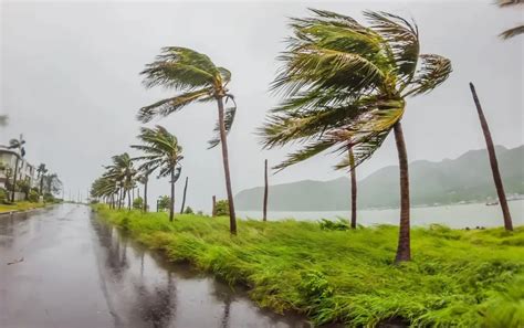 Ventos Fortes Arrancam Mais De 100 árvores Durante Tempestade Bahia