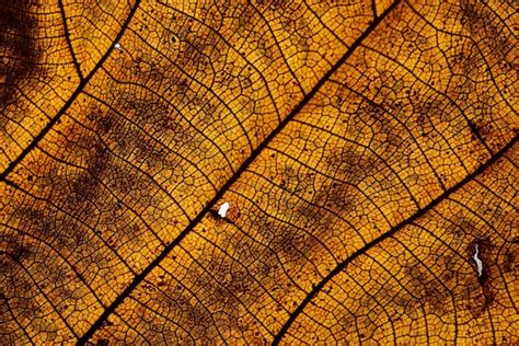 Premium Photo | A close up of a leaf with the texture of the leaves and ...