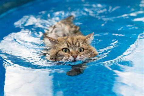 Can Cats Swim Everything Cat Owners Need To Know I Discerning Cat