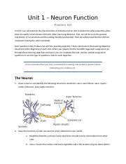 Understanding Neuron Function And Ion Movement Course Hero