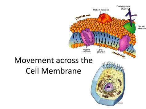 Movement Across The Cell Membrane