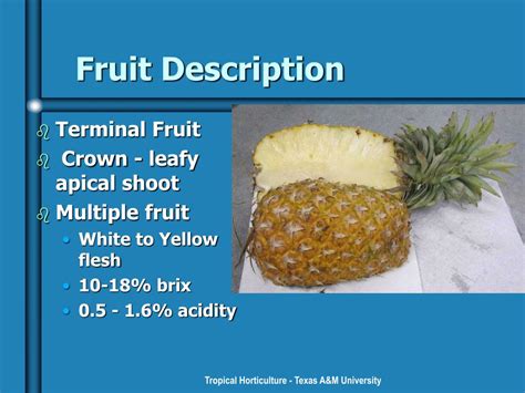 Ppt Pineapples Powerpoint Presentation Free Download Id159562