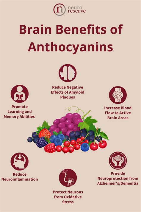 Brain Benefits of Anthocyanins | Brain nutrition, Best fat burning ...