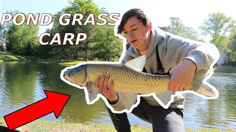 Spring Pond Grass Carp Fishing With Bread Youtube