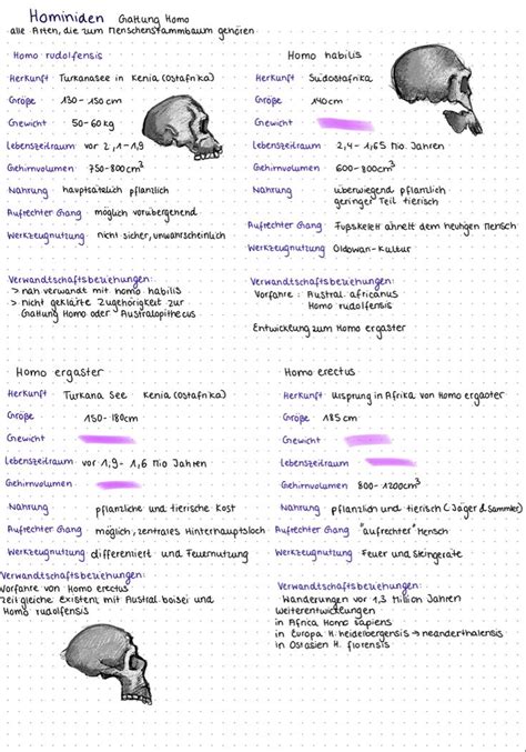 Hominiden Evolution Biologie LK Lernzettel Anatomie Lernen Biologie